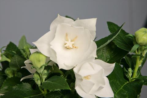 foto van een variëteit aan bloemen, te gebruiken als: Pot - en perkplant Platycodon Astra Semi-Double White