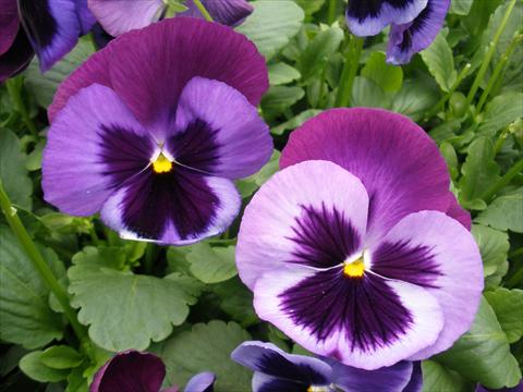 foto van een variëteit aan bloemen, te gebruiken als: Pot - en perkplant Viola wittrockiana Dynamite Blue Jeans