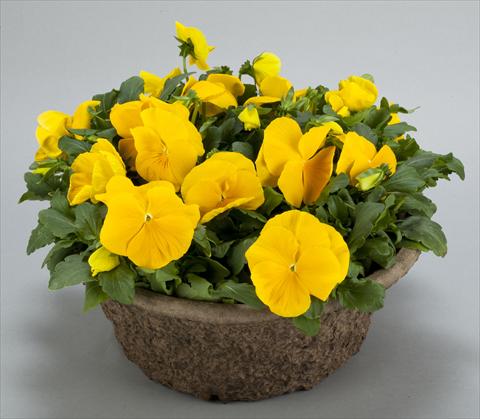 foto van een variëteit aan bloemen, te gebruiken als: Pot - en perkplant Viola wittrockiana Power Clear Yellow