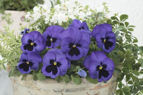 foto van een variëteit aan bloemen, te gebruiken als: Pot - en perkplant Viola wittrockiana Premier Blue with Blotch