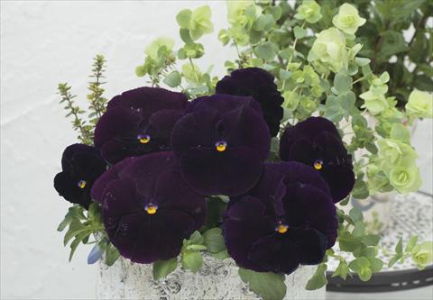 foto van een variëteit aan bloemen, te gebruiken als: Pot - en perkplant Viola wittrockiana Premier Clear Purple