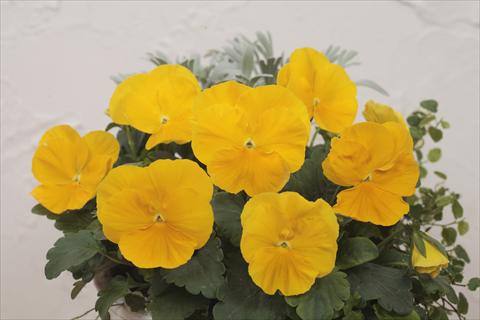 foto van een variëteit aan bloemen, te gebruiken als: Pot - en perkplant Viola wittrockiana Premier Clear Yellow