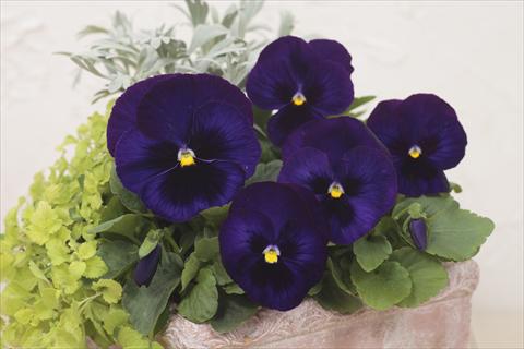 foto van een variëteit aan bloemen, te gebruiken als: Pot - en perkplant Viola wittrockiana Premier Dark Blue with Blotch