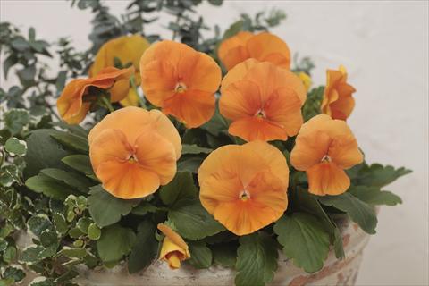 foto van een variëteit aan bloemen, te gebruiken als: Pot - en perkplant Viola wittrockiana Premier Deep Orange