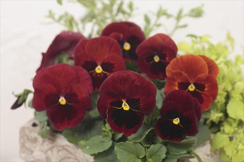 foto van een variëteit aan bloemen, te gebruiken als: Pot - en perkplant Viola wittrockiana Premier Red with Blotch