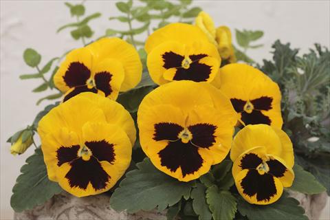 foto van een variëteit aan bloemen, te gebruiken als: Pot - en perkplant Viola wittrockiana Premier Yellow with Blotch