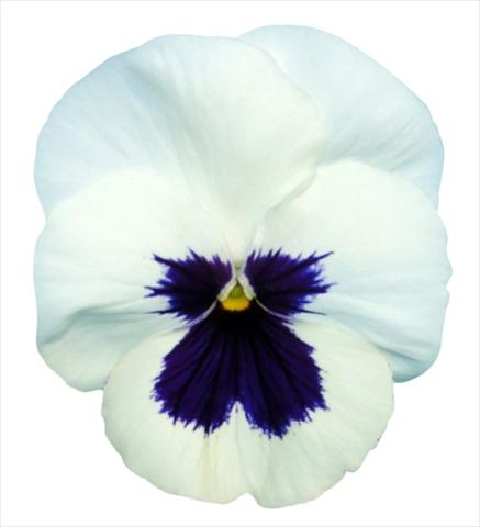 foto van een variëteit aan bloemen, te gebruiken als: Pot - en perkplant Viola wittrockiana Premier White with Blotch