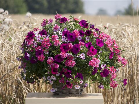 foto van een variëteit aan bloemen, te gebruiken als: Potplant, perkplant, patioplant 3 Combo Trixi® Cherry Kiss