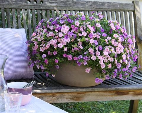 foto van een variëteit aan bloemen, te gebruiken als: Potplant, perkplant, patioplant 3 Combo Trixi® Pink Petticoat