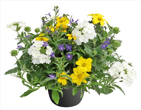 foto van een variëteit aan bloemen, te gebruiken als: Potplant, perkplant, patioplant 3 Combo Trixi® Riverside