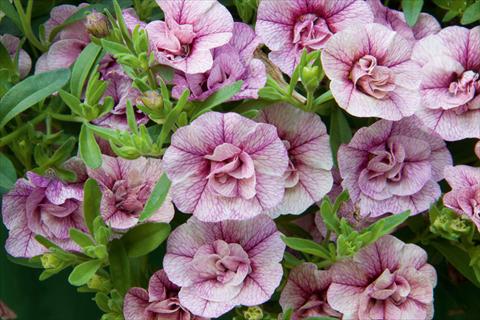 foto van een variëteit aan bloemen, te gebruiken als: Potplant, perkplant, patioplant, korfplant Calibrachoa MiniFamous® Double Pink Vein