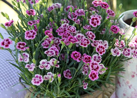 foto van een variëteit aan bloemen, te gebruiken als: Korf / Pot Dianthus Diantica® Purple Pink