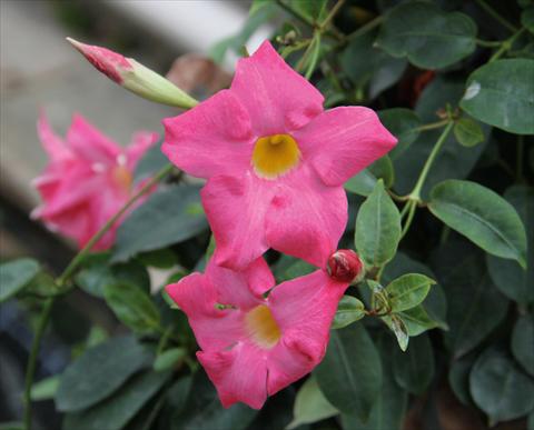 foto van een variëteit aan bloemen, te gebruiken als: Patioplant, potplant Dipladenia (Mandevilla) Sevilla Compact Pink
