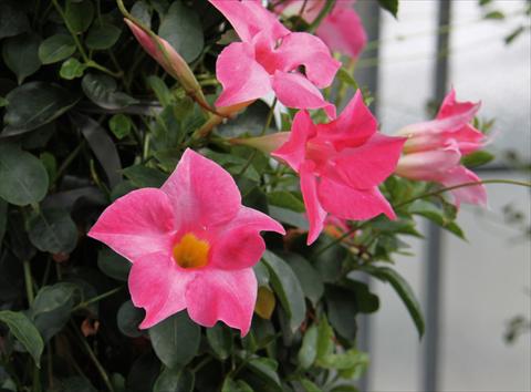 foto van een variëteit aan bloemen, te gebruiken als: Patioplant, potplant Dipladenia (Mandevilla) Sevilla Pink
