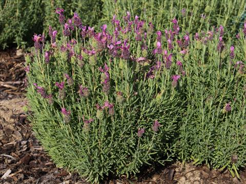 foto van een variëteit aan bloemen, te gebruiken als: Pot - en perkplant Lavandula stoechas LaVela Dark Pink