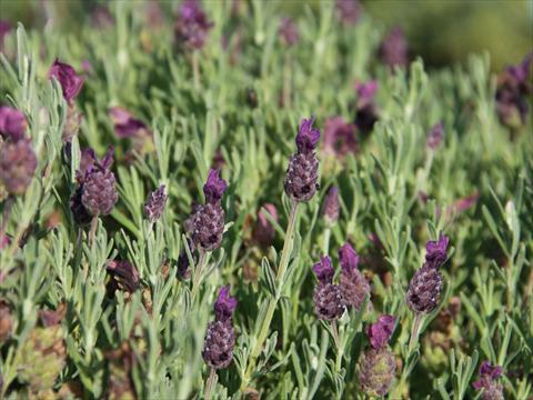 foto van een variëteit aan bloemen, te gebruiken als: Pot - en perkplant Lavandula stoechas LaVela Dark Violet