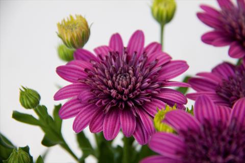 foto van een variëteit aan bloemen, te gebruiken als: Pot - en perkplant Osteospermum FlowerPower® Double Purple 12