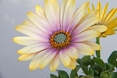 foto van een variëteit aan bloemen, te gebruiken als: Pot - en perkplant Osteospermum FlowerPower® Shadow Lemon