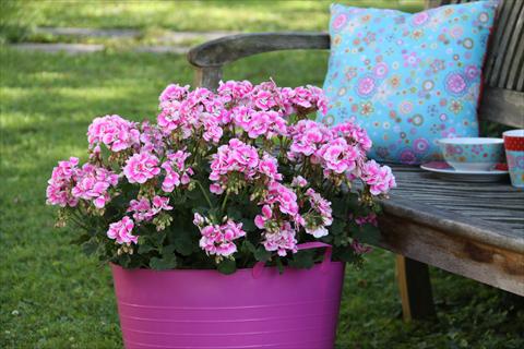 foto van een variëteit aan bloemen, te gebruiken als: Potplant, perkplant, patioplant Pelargonium zonale Moonlight® Katy