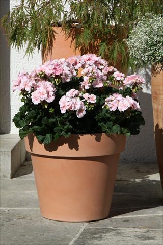 foto van een variëteit aan bloemen, te gebruiken als: Potplant, perkplant, patioplant Pelargonium zonale Moonlight® Leni
