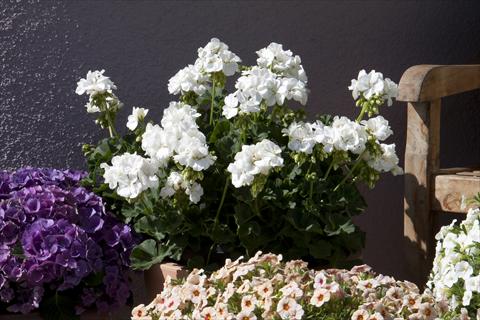 foto van een variëteit aan bloemen, te gebruiken als: Potplant, perkplant, patioplant Pelargonium zonale Moonlight® Sailing 12