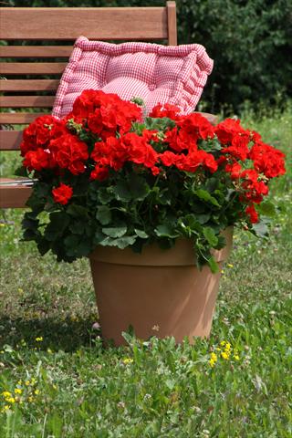 foto van een variëteit aan bloemen, te gebruiken als: Potplant, perkplant, patioplant Pelargonium zonale Sunrise® Carlos