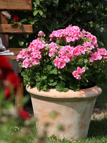 foto van een variëteit aan bloemen, te gebruiken als: Potplant, perkplant, patioplant Pelargonium zonale Sunrise® Graziella