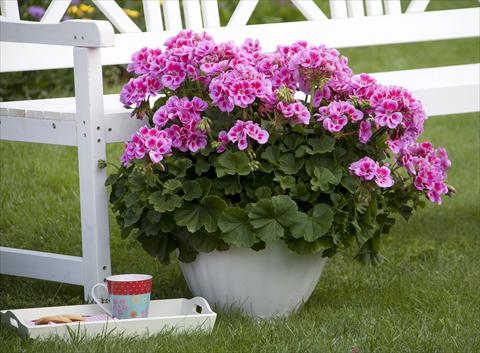 foto van een variëteit aan bloemen, te gebruiken als: Potplant, perkplant, patioplant Pelargonium zonale Sunrise® XL Alexa