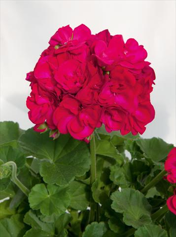 foto van een variëteit aan bloemen, te gebruiken als: Potplant, perkplant, patioplant Pelargonium zonale Sunrise® XL Juan