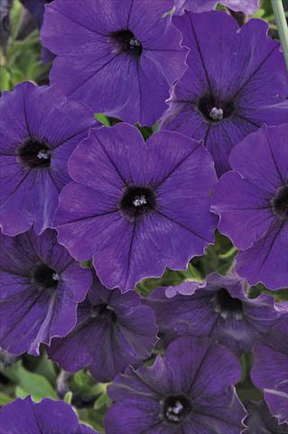 foto van een variëteit aan bloemen, te gebruiken als: Potplant, perkplant, patioplant, korfplant Petunia Bonnie Blue