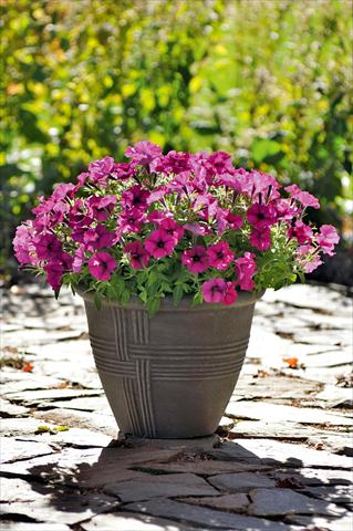 foto van een variëteit aan bloemen, te gebruiken als: Potplant, perkplant, patioplant, korfplant Petunia Bonnie Burgundy