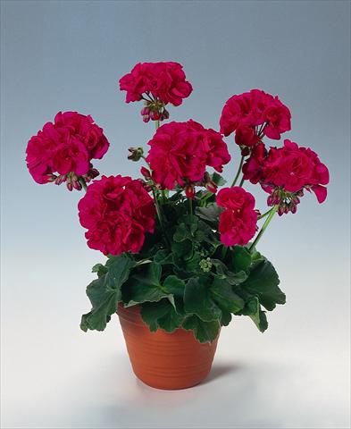 foto van een variëteit aan bloemen, te gebruiken als: Potplant, perkplant, patioplant Pelargonium zonale pac® Melocherry
