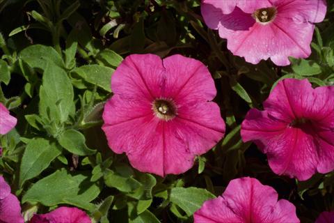 foto van een variëteit aan bloemen, te gebruiken als: Potplant, perkplant, patioplant, korfplant Petunia Bonnie Dark Pink