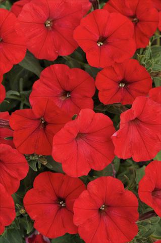 foto van een variëteit aan bloemen, te gebruiken als: Potplant, perkplant, patioplant, korfplant Petunia Bonnie Red