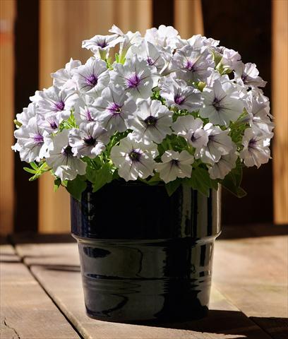 foto van een variëteit aan bloemen, te gebruiken als: Potplant, perkplant, patioplant, korfplant Petunia Bonnie Silver