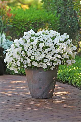 foto van een variëteit aan bloemen, te gebruiken als: Potplant, perkplant, patioplant, korfplant Petunia Bonnie White