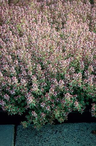 foto van een variëteit aan bloemen, te gebruiken als: Pot - en perkplant Thymus Silver Queen