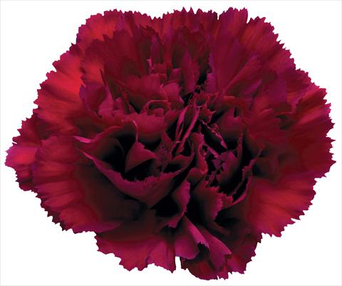photo of flower to be used as: Cutflower Dianthus caryophyllus Grace