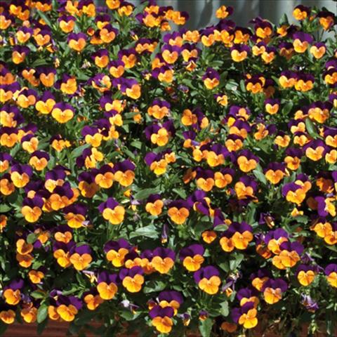 foto van een variëteit aan bloemen, te gebruiken als: Perkplant / Borders Viola cornuta Orange Jump up