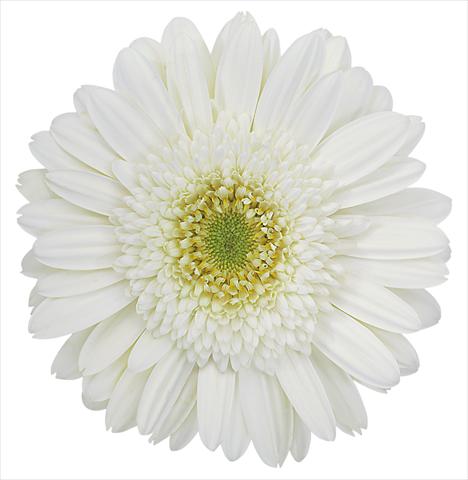 foto van een variëteit aan bloemen, te gebruiken als: Pot Gerbera jamesonii Amelie