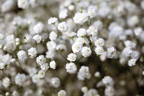 foto van een variëteit aan bloemen, te gebruiken als: Perkplant / Borders Gypsophila Pearls® Ginga-way