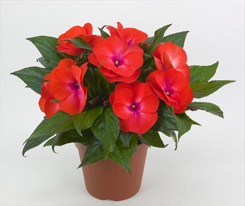 foto van een variëteit aan bloemen, te gebruiken als: Perkplant, potplant of korfplant Impatiens N. Guinea Paradise® Belize