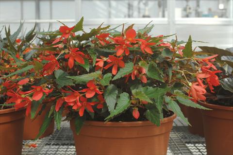 foto van een variëteit aan bloemen, te gebruiken als: Perkplant, potplant of korfplant Begonia boliviensis Sparkler® Red