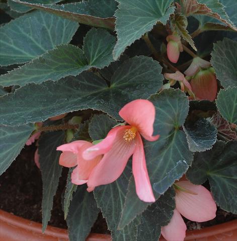 foto van een variëteit aan bloemen, te gebruiken als: Perkplant, potplant of korfplant Begonia boliviensis Sparkler® Rose