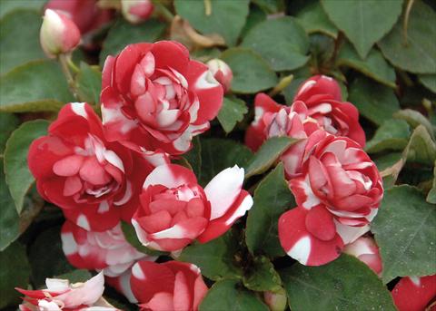 foto van een variëteit aan bloemen, te gebruiken als: Pot - en perkplant Impatiens walleriana Musica® Bicolor Dark Red