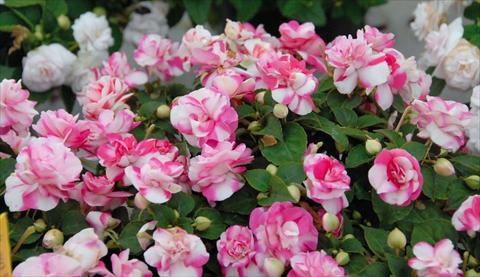 foto van een variëteit aan bloemen, te gebruiken als: Pot - en perkplant Impatiens walleriana Musica® Bicolor Pink
