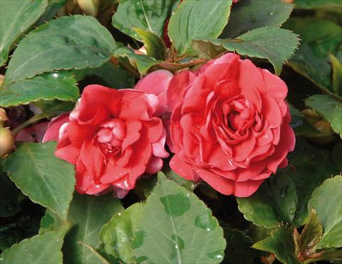 foto van een variëteit aan bloemen, te gebruiken als: Pot - en perkplant Impatiens walleriana Musica® Elegant Red