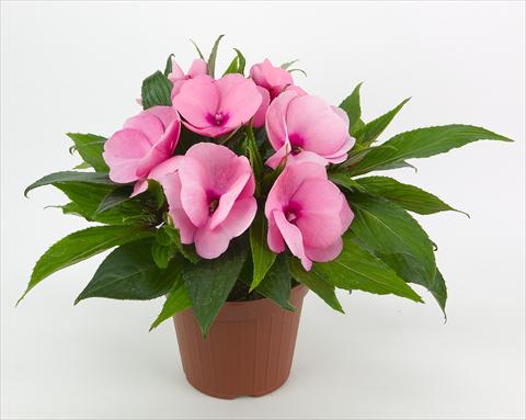 foto van een variëteit aan bloemen, te gebruiken als: Perkplant, potplant of korfplant Impatiens N. Guinea Paradise® Kiamba