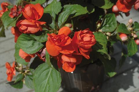 foto van een variëteit aan bloemen, te gebruiken als: Pot - en perkplant Impatiens walleriana Musica® Orange