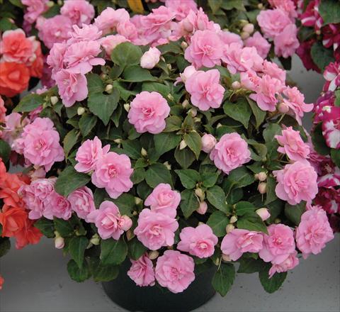 foto van een variëteit aan bloemen, te gebruiken als: Pot - en perkplant Impatiens walleriana Musica® Pink Aroma